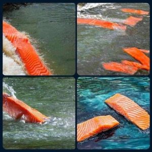 Salmon swimming generative AI and data annotation